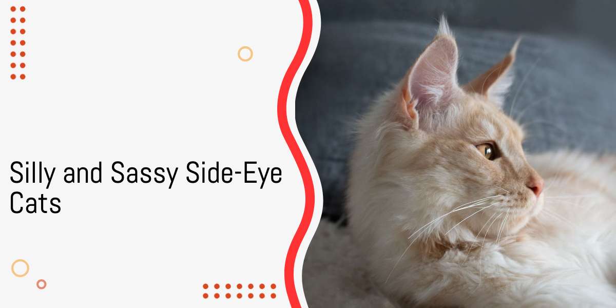 16 Silly and Sassy Side-Eye Cats Who Will Make You Laugh
