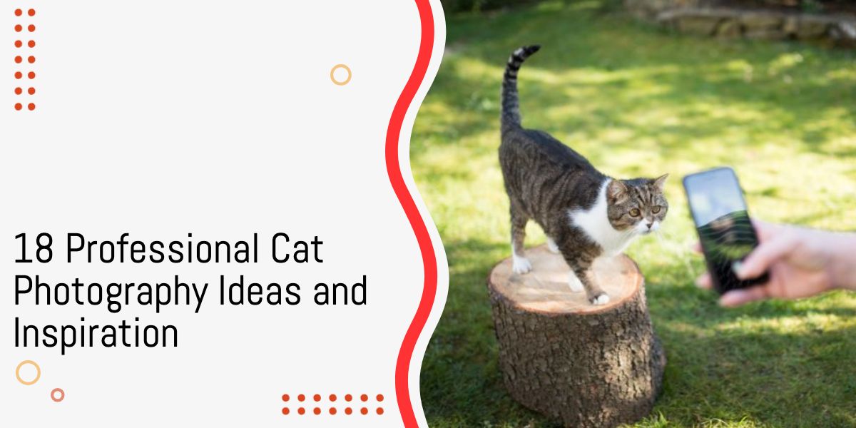 Professional Cat Photography Ideas