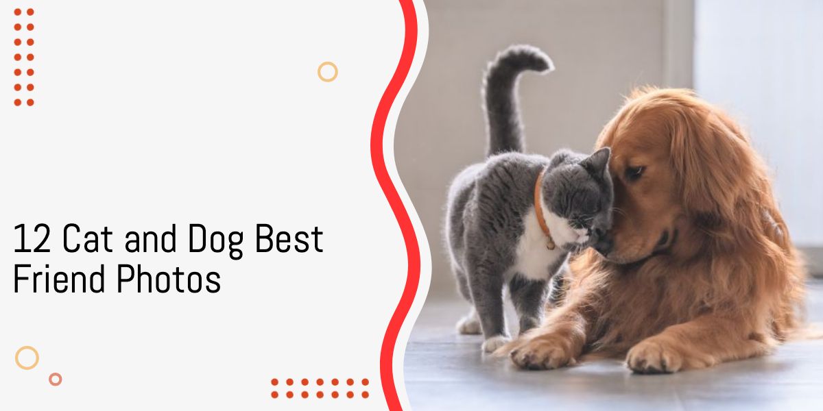 Cat and Dog Best Friend Photos
