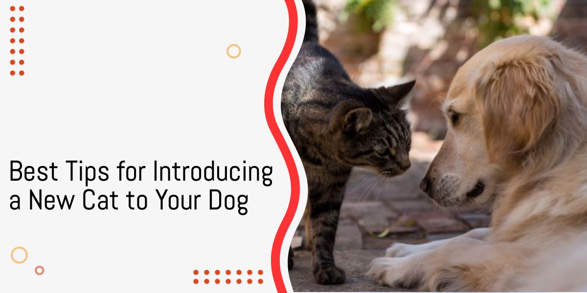 Tips for Introducing a New Cat to Your Dog