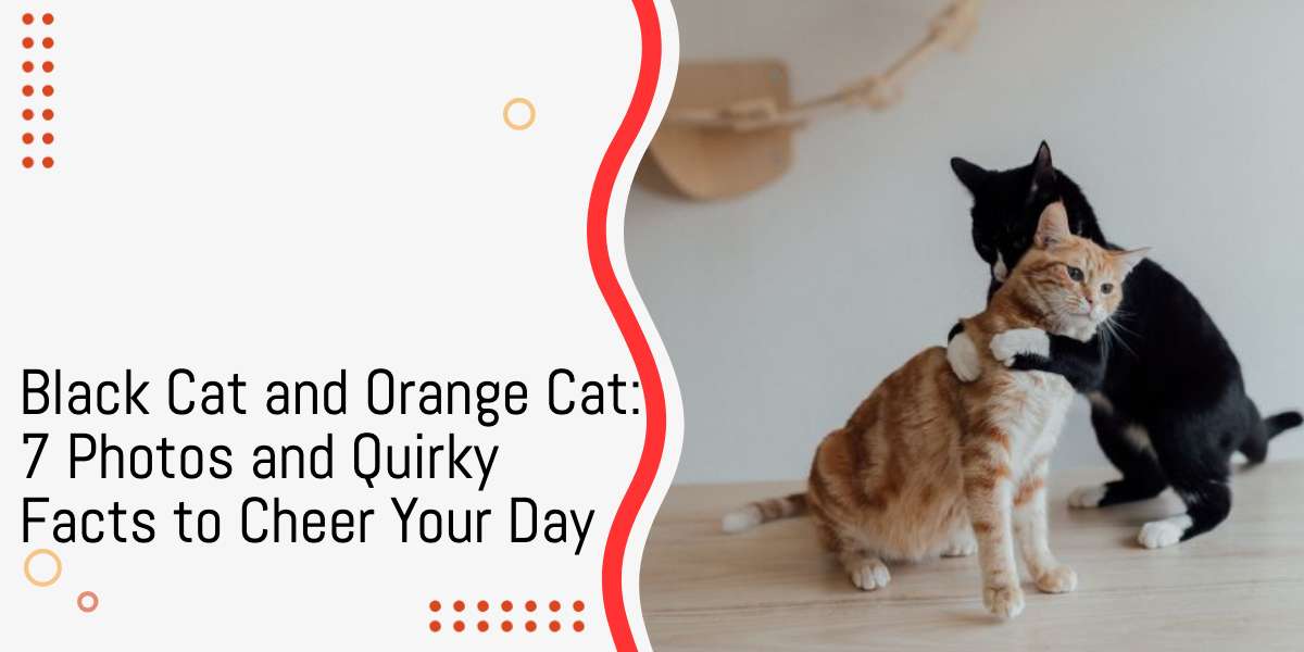Black Cat and Orange Cat