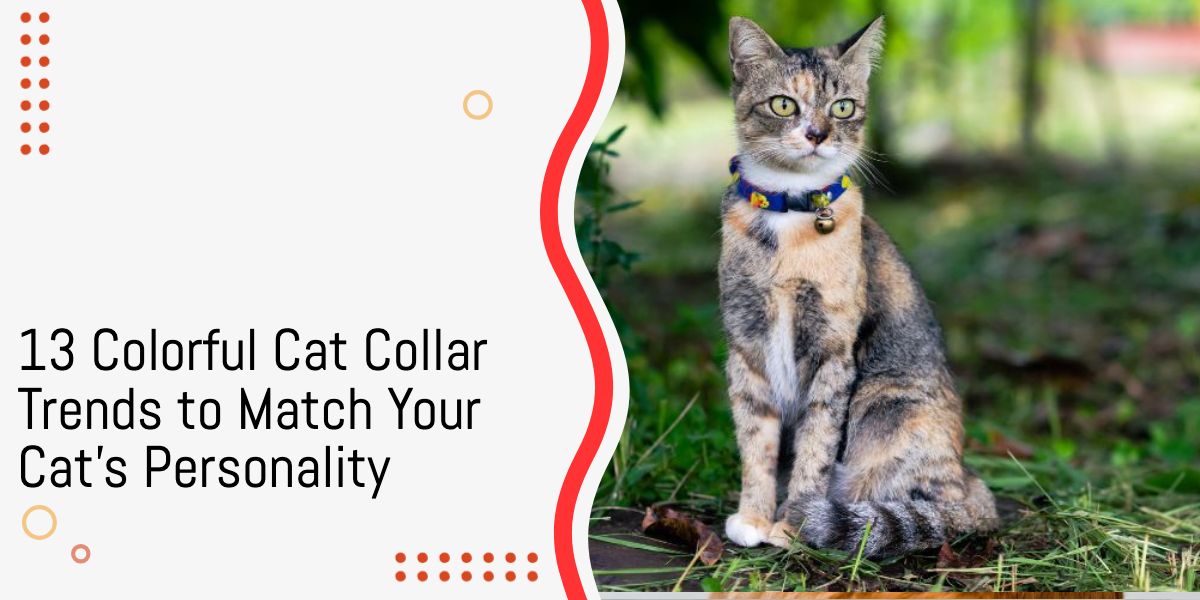 Colorful cat collar trends