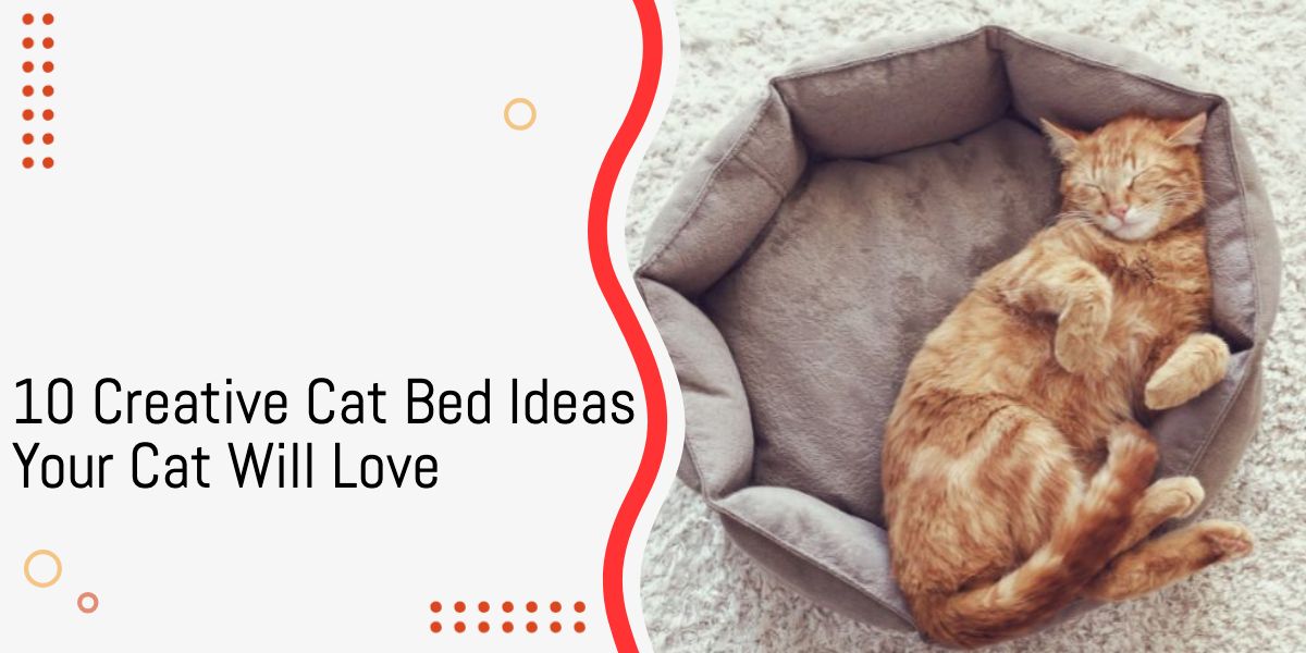 Creative Cat Bed Ideas Your Cat Will Love