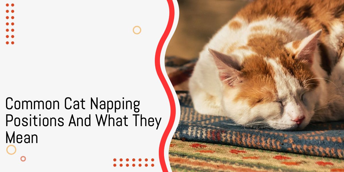 Common Cat Napping Positions