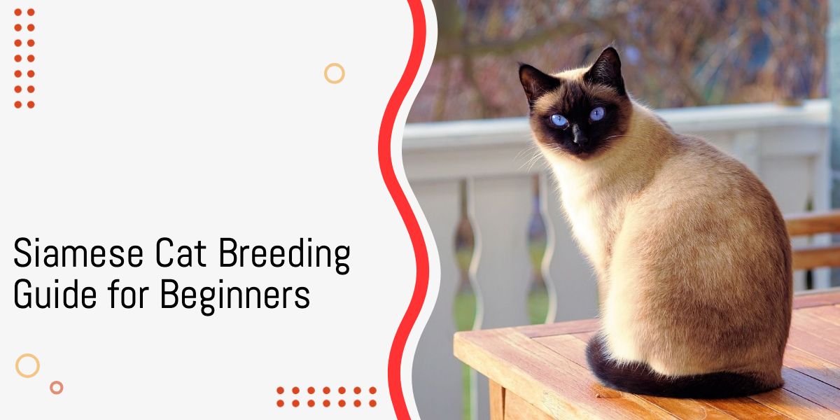 Siamese Cat Breeding Guide