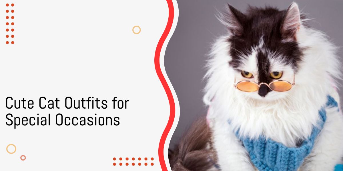 Cute Cat Outfits For Special Occasions 