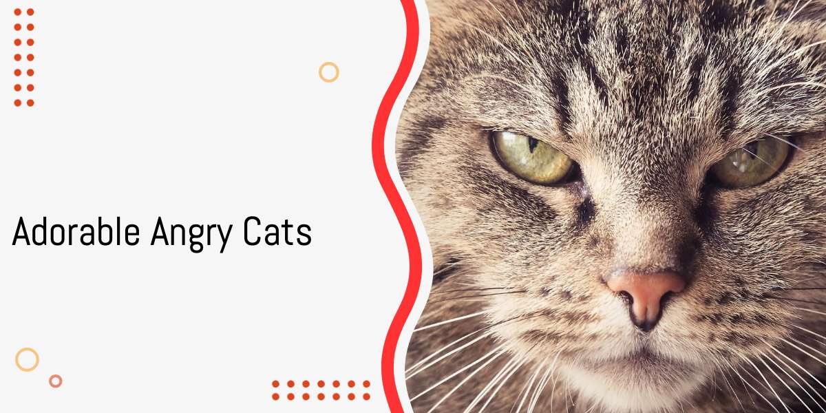 15 Adorable Angry Cats Who Refuse to Smile for the Camera