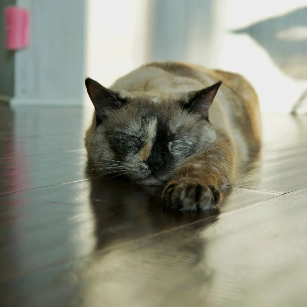 A cat sleeping on the floor with an arm stretches out