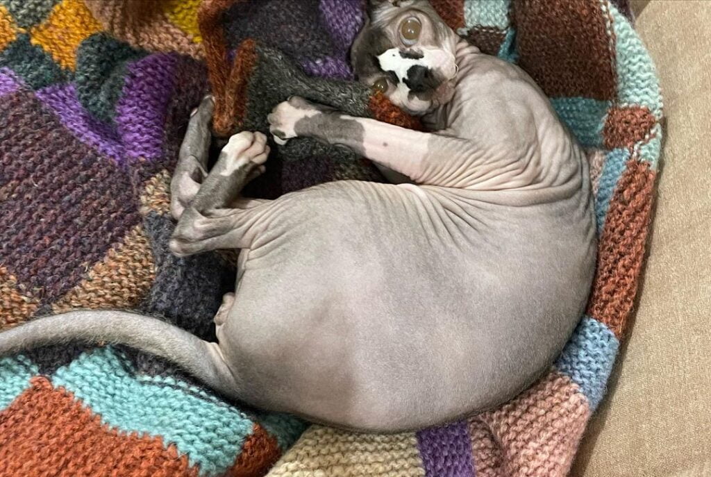 Multi-Colored Gradient Oversized Cat Blanket