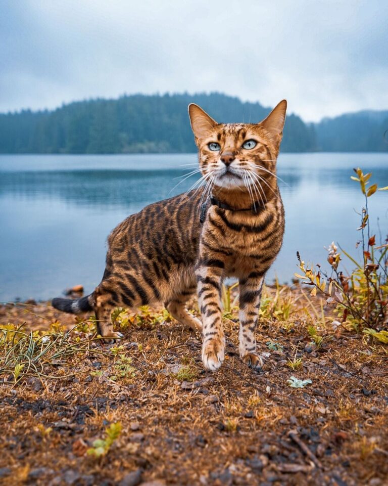15 Cat Breeds With Stripes | Raise a Cat