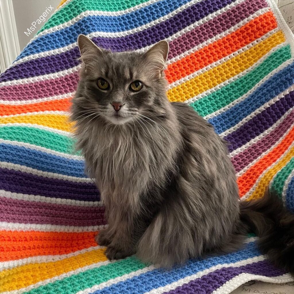 Rainbow Rows Hypnotic Striped Cat Blanket