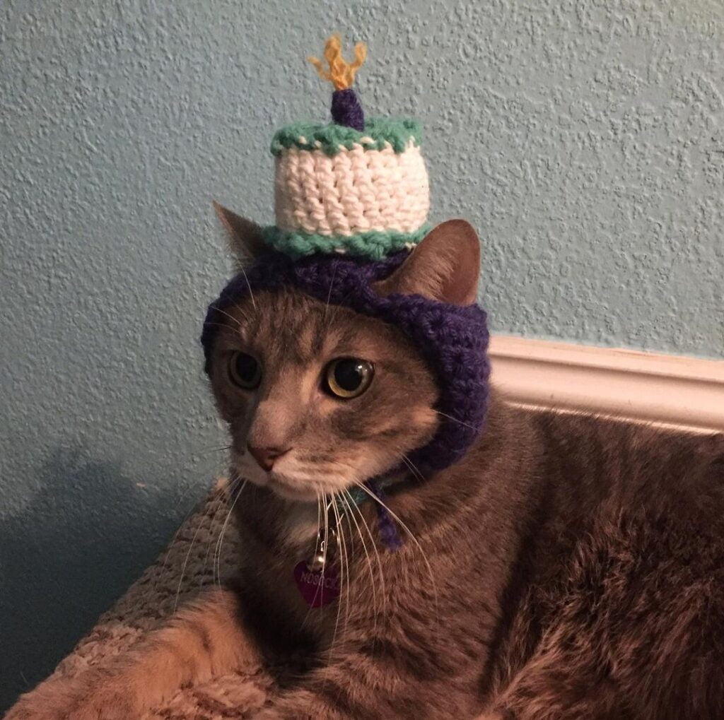 13 Cat Hat Crochet Ideas For a Funky Feline Look! | Raise a Cat