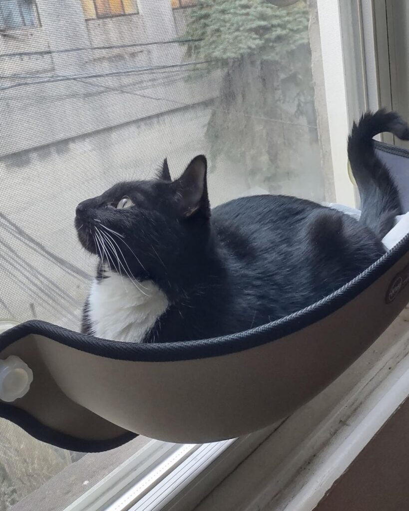 Sunny Window Hammock