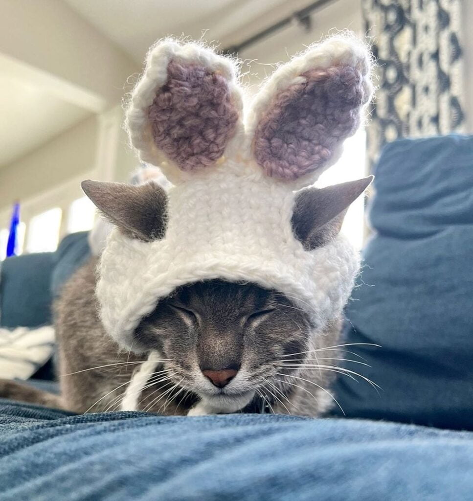 Bunny ears on a white crochet cat hat