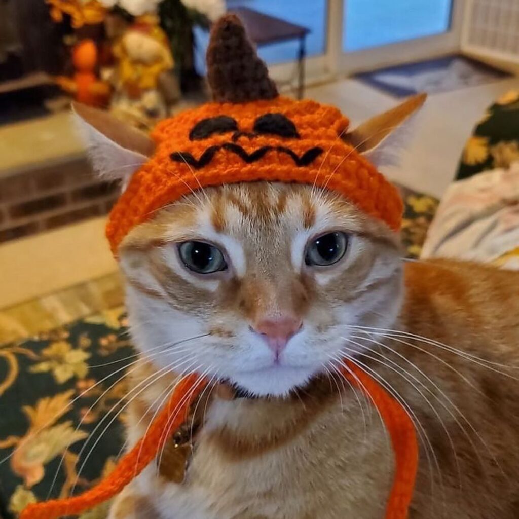 Halloween inspired orange cat hat