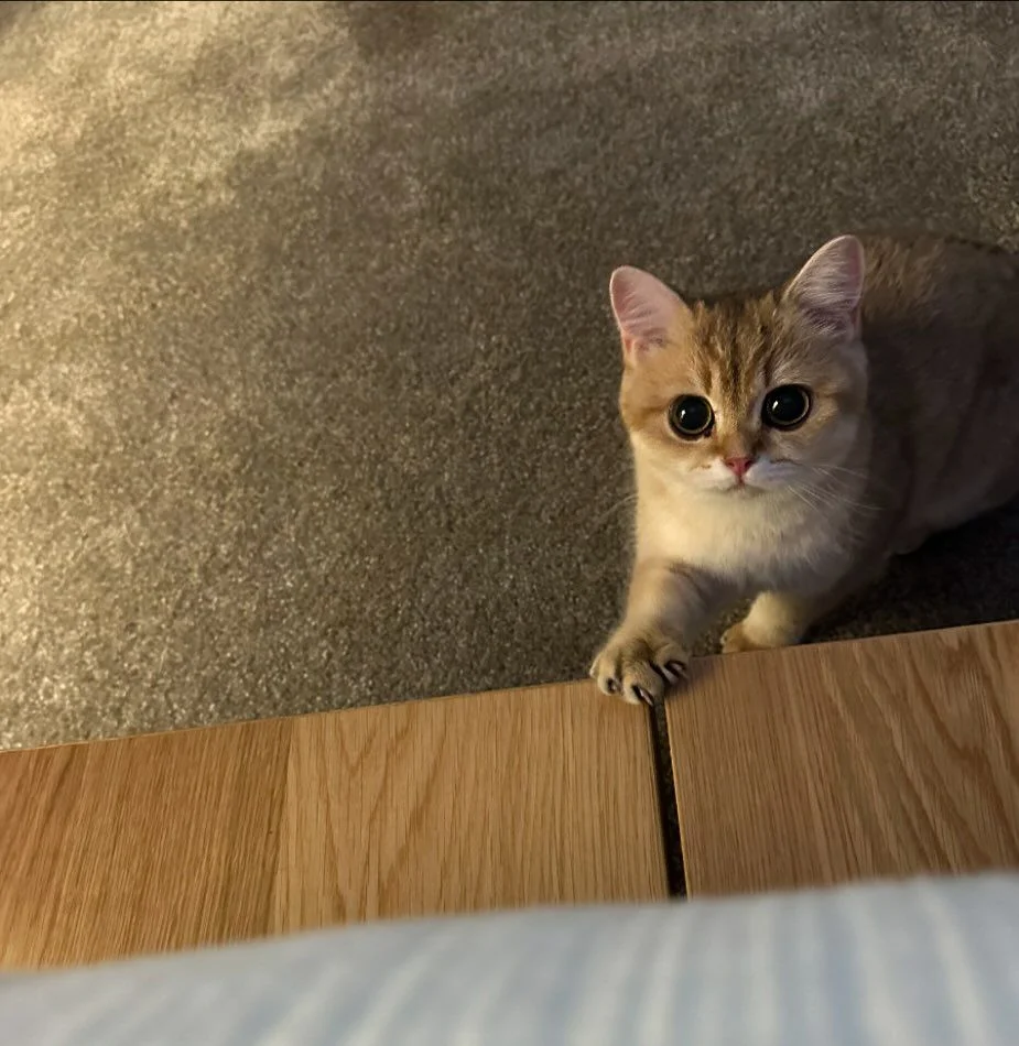 Munchikin cat with big eyes