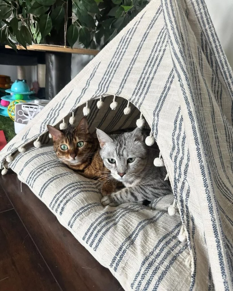 2 cats inside a DIY tent with sheets & poles