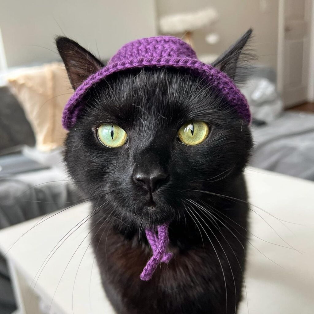 Tiny purple crochet bucket hat on a black cat