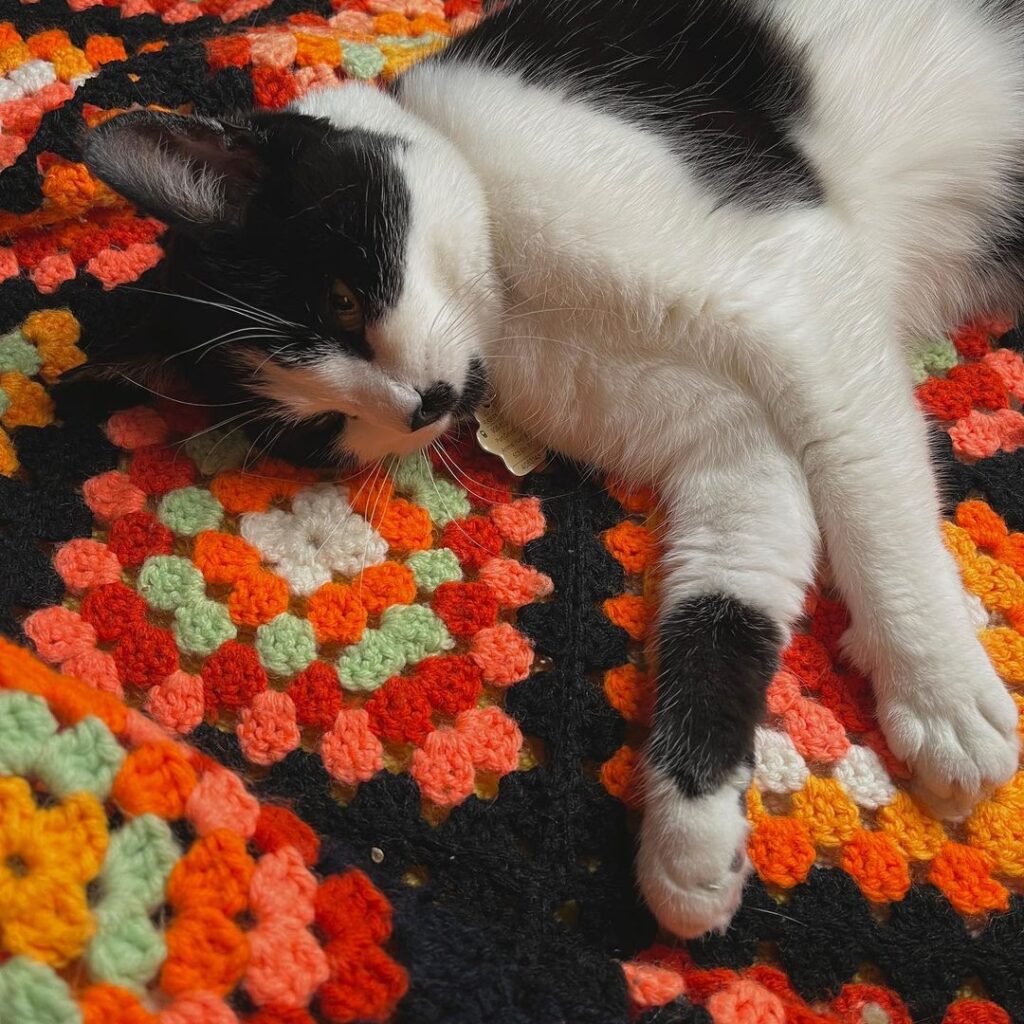 Cozy Fall Comfort Spooky Blanket for Cats