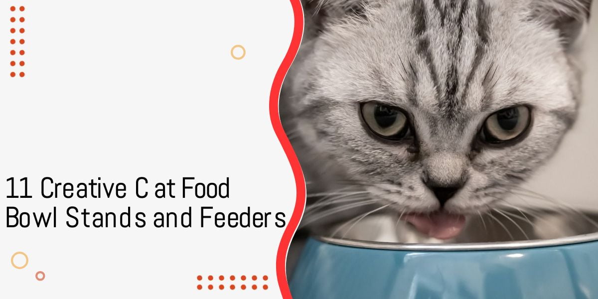 Creative cat food bowl stands and feeders