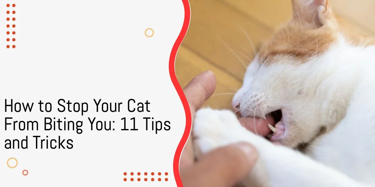 How to Stop Your Cat From Biting You: 11 Tips and Tricks