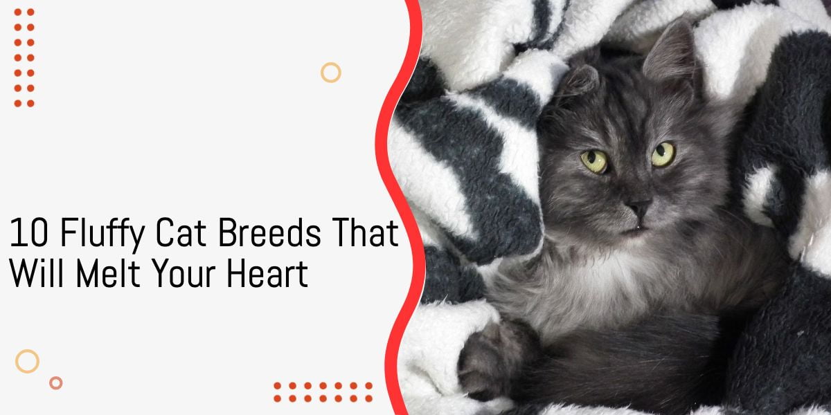 10 Fluffy Cat Breeds That Will Melt Your Heart