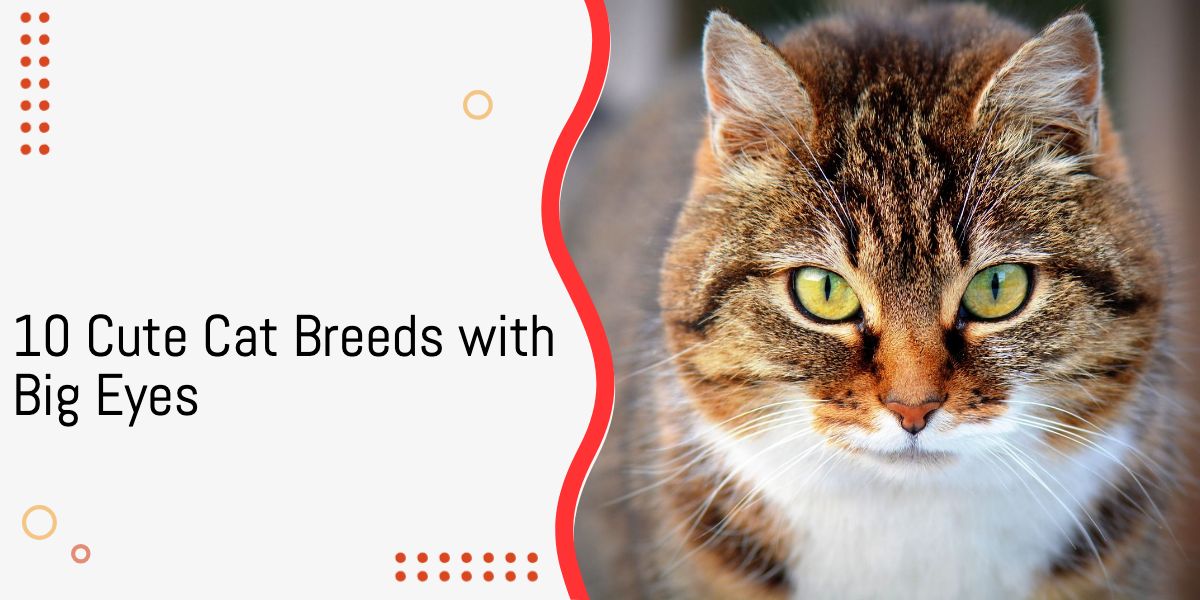 10 Cute Cat Breeds with Big Eyes