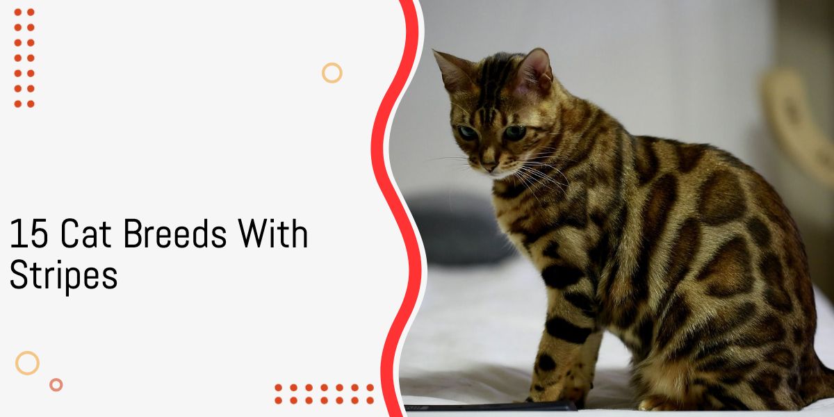 Cat Breeds With Stripes