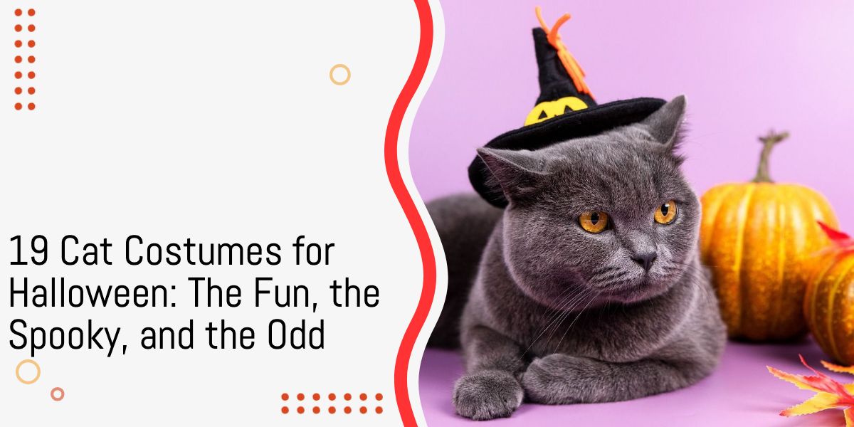 Cat Costumes for Halloween