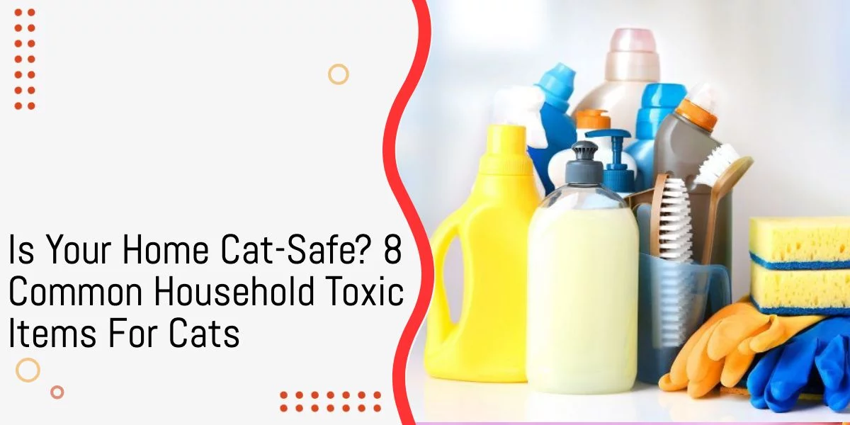Is Your Home Cat-Safe? 8 Common Household Toxic Items For Cats