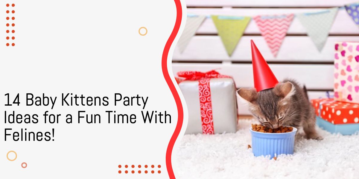 baby kittens party ideas