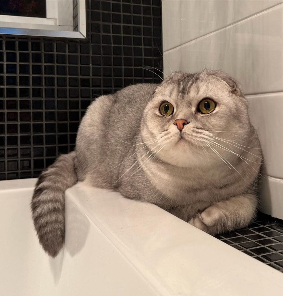 Scottish fold cat laying on a bathroom tiles by a bthtub