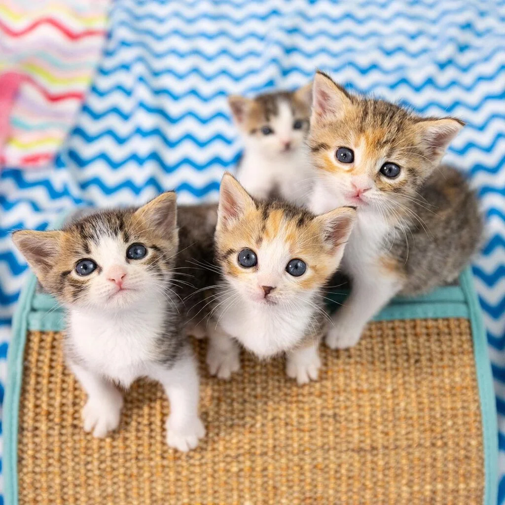 Cute kittens staring at the camera