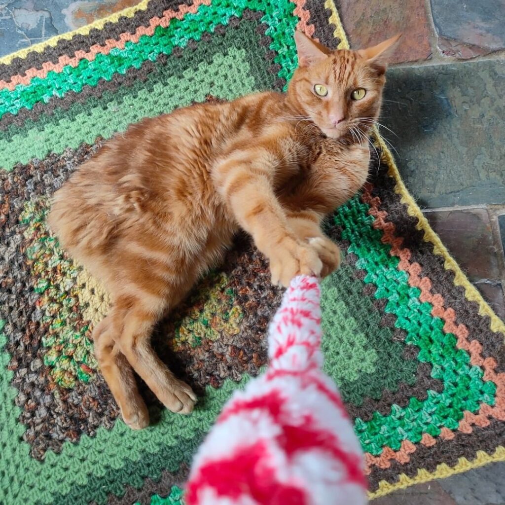 Manx cat playing with a toy while rolling on a blanket