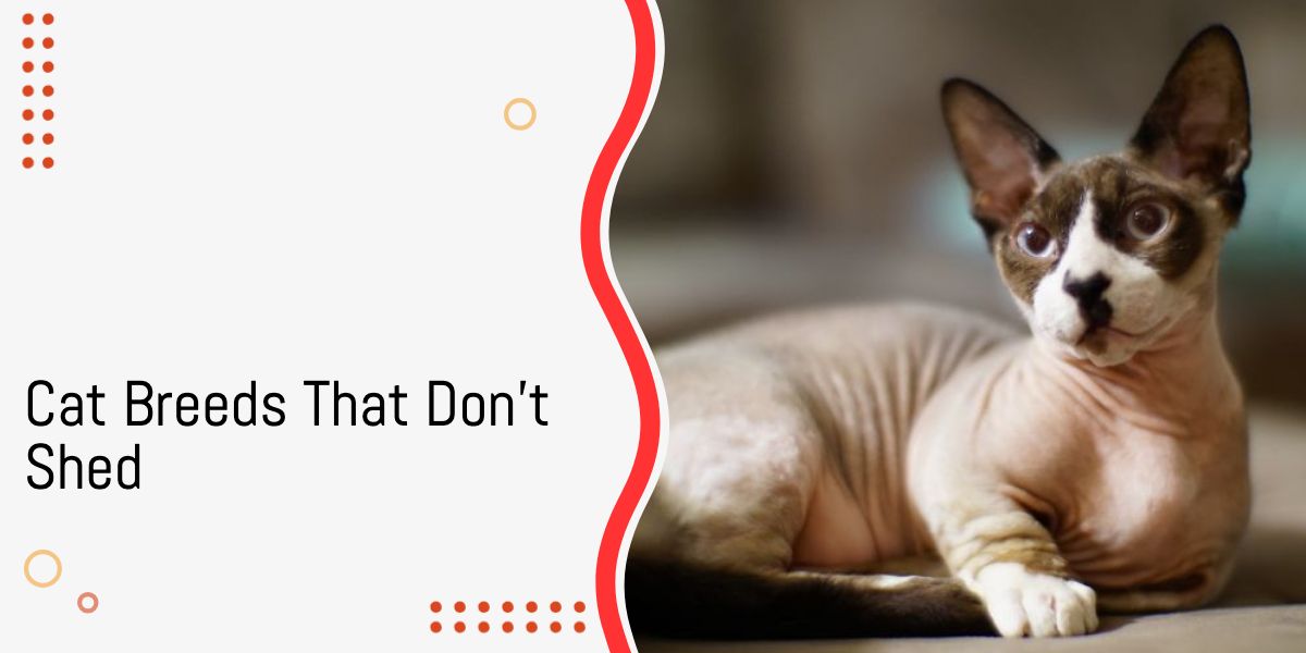Cat Breeds That Don’t Shed: 11 With No Fur and 3 With Short Coats