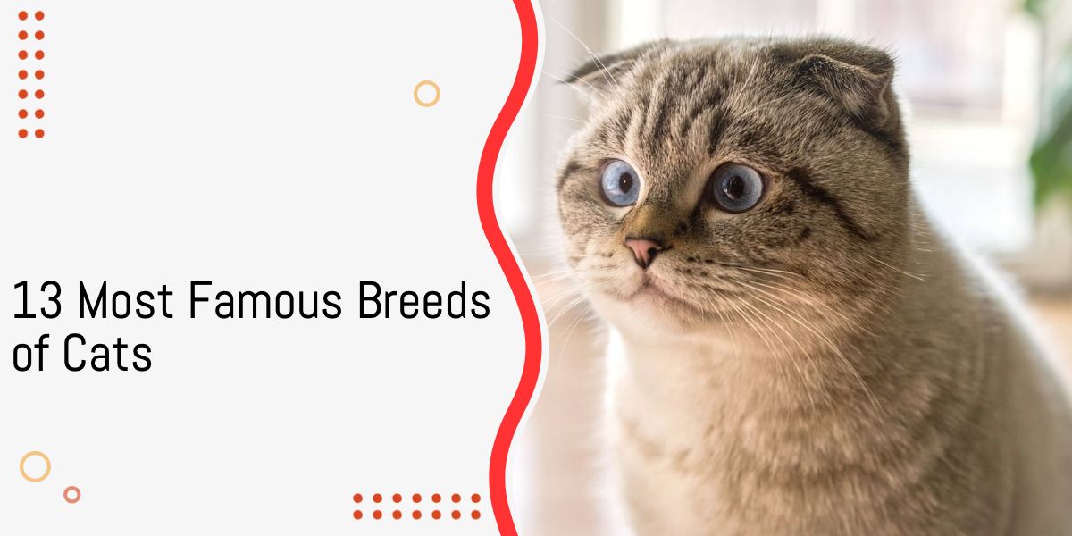 13 Most Famous Breeds of Cats
