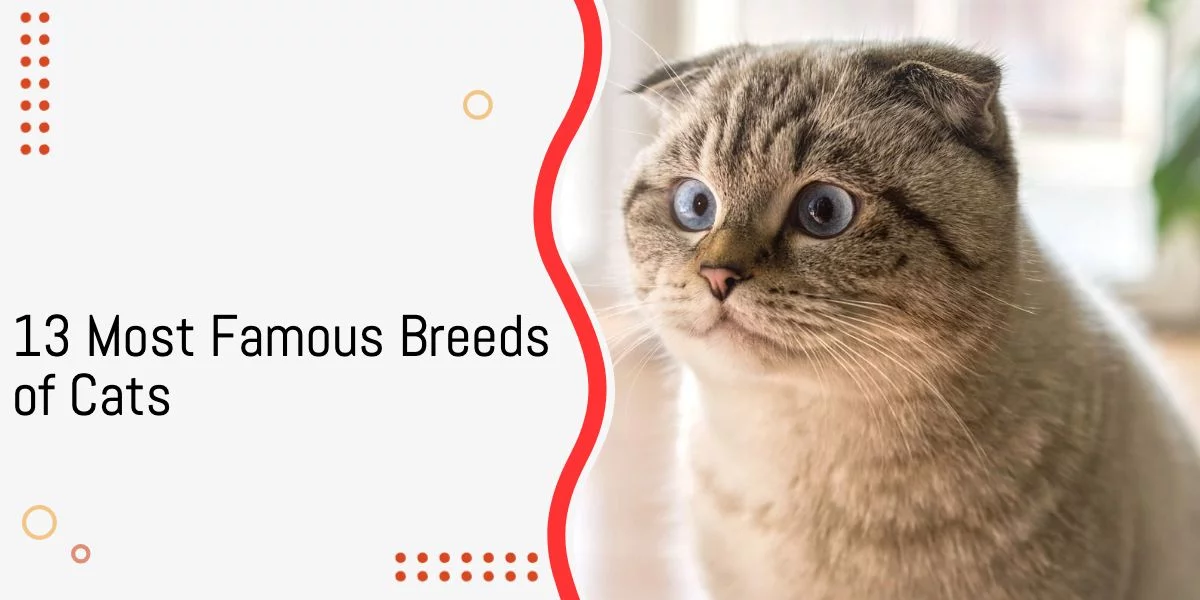 13 Most Famous Breeds of Cats